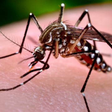 Repelente contra a Dengue: Vamos as diferenças…