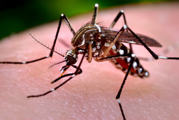 dengue-zika-e-chikungunya-600x403